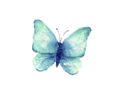 mariposa aqua